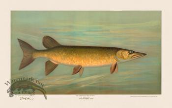 Unspotted Mascalonge